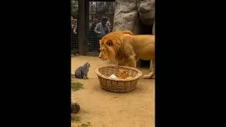 When a cat wanders into the lion&rsquo;s enclosure at the zoo... 🐱🦁😱 (CCTV footage)