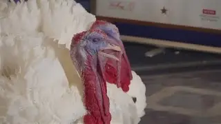 NC turkeys Gobble and Waddle receive presidential pardon in Washington