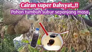 Cara Membuat Pupuk POC / Agar TanaMan Subur Sepanjang Masa