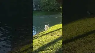 Peaking domestic duck flapping its wings in slow motion.