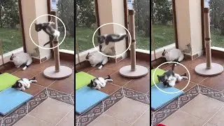 Crazy Kitten Performs High Dive Onto Sibling; Then Runs Off And Hides