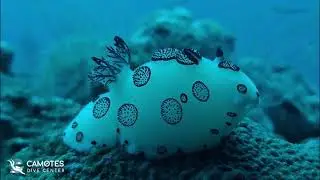 Incredible Polka Dot Nudibranch! Rare Reef Beauty in Camotes Macro Dive Adventure