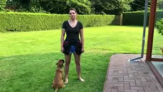 Hundeerziehung Boxer Welpe Puppy Dog lernt heranrufen und bei Fuß