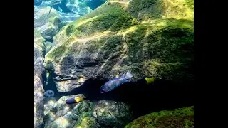 Swimming With Cichlids - Across The Rocks near Kekese