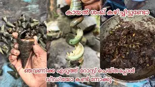 കായൽ ശംഖ് കഴിച്ചിട്ടുണ്ടോ ഞവണിക്ക എടുത്ത് റോസ്റ്റ് ചെയ്തപ്പോൾ 🐌👌😍#fishing #seasnail #fishingclickz 
