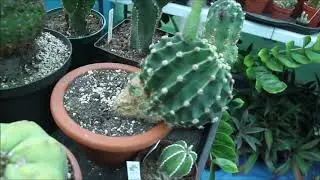 Echinopsis oxygona shows the beauty.