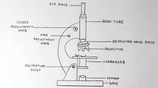 How to draw Compound of Microscope easily - step by step | How to draw Microscope diagram