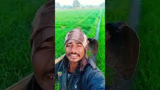 किसान🇮🇳#kisan🙏 #farming #farmer#rajasthan #youtubeshorts #villagelife #village #gaav #barmer