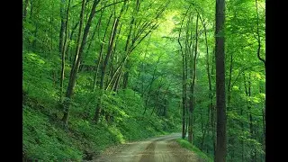Forest Birdsong - (Relaxing, Study, Sleeping) - 30 minutes