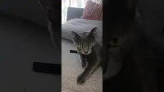 what are you looking at. Chong #cheech #chong #cat #viral #viralvideo #shortvideo#cute