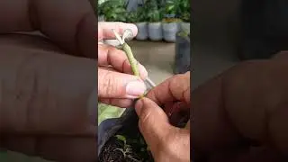 EGGPLANT GRAFTING ON DEVIL'S FIG | HOW TO CARE AND GRAFTING PLANTS