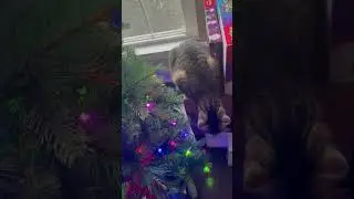 Cat vs Ornament | Merry Catmas #cat #catsofyoutube #sillycats #christmascats #peptalkstv