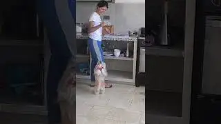 mi perro espanta moscas 🤣🫶🏽😂