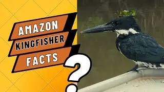 Amazon kingfisher facts