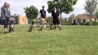 Pit Bull Training Los Angeles & San Diego | Sandlot K9 Services