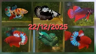22/12/2025, BETTA GIÁ RẺ: HALFMOON, DUMBO, SAMURAI, NEMO, HOANG DÃ, MARBLE DOT, YELLOW FC, RED FANCY