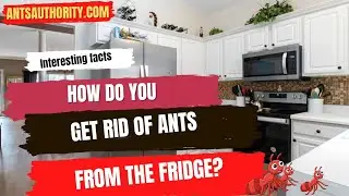 How Do You Get Rid Of Ants From The Fridge?
