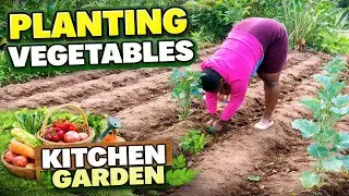 Planting Fresh Vegetables in My Kitchen Garden 🌱 | Home Gardening in the Village