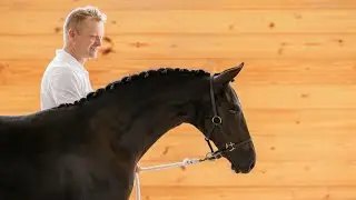 ISF Developing Dressage Horse: Valentine ISF (Kaiman x Tjalbert 460) - 2025 KWPN-NA keuring