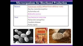 Biofules -   Bioethanol  and biodiesel production