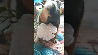 🥰 #guineapig #cute #pets #petshorts #adorableanimals #piggiesfun #petcare #rodent  #cutenessoverload
