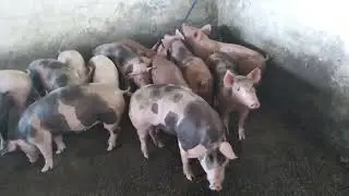 Neguinho do Bacurim 