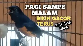 MURAI BATU GACOR bikin EMOSI Lawan jadi NYAUT BUNYI BONGKAR MATERI ISIAN Ampuh buat PANCINGAN MURAI