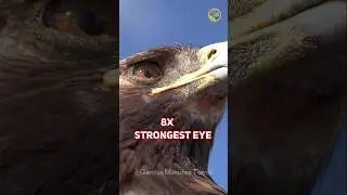 (தமிழில்)Unknown Secrets About Eagle | facts in tamil | Fact in minutes #shorts