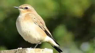 Wheatear Sept 2014