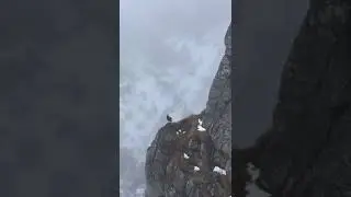 Salturi spectaculoase ale unei capre negre &icirc;n Parcul Natural Bucegi din cadrul Romsilva