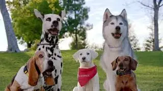 Grimm - K9 Advantix&reg; II for Dogs - Go Get It
