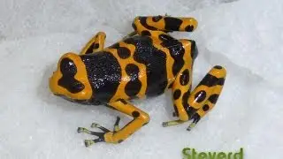 Poison Dart Frog Room 10-2012