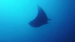 The Galapagos - Diving at Gordon's Rock & North Seymour - IG5