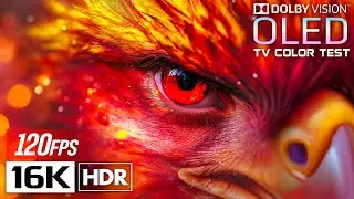 Animal Planet OLED Demo 16K HDR | Crystal Clear &bull; Dolby Vision