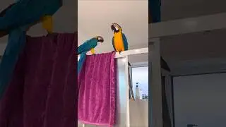 Mecew Parrots Love #shorts #youtubeshorts #trending #subscribe #shortvideo #viralvideo #follow