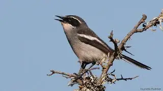 Sunrise birding in the southern Karoo - 18 different birds at sunrise (calls added)