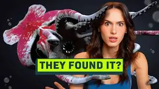 The New Hunt for the Colossal Squid