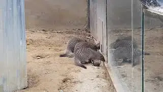 A group of banded mongooses including babies