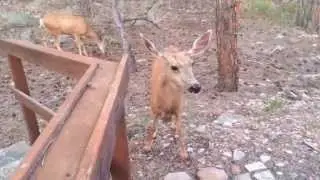 Mulees like to be fed
