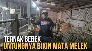 Ternak Bebek Kandang Minimalis, Tidak Bau dan Perawatan Lebih Mudah
