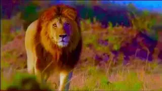 African Cats 2011 Full Movie