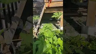 #okara #bhindifarm #okaraplantsincanada #okarafromseeds #homegrownveggies #canadafarming #fromseeds
