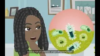 Elementary Science Class 7: Nutrition in Animals