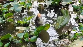 Fishing video | Fishing videos 2023 || HT fishing video |