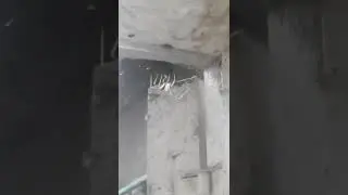 Паук. #Crossopriza #lyoni #паук #spider