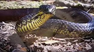 SNAKE (Australia)