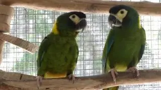 Yellow Collared Macaws breeding pair