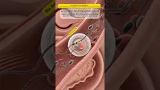 The Science of Fertilization: Understanding Conception and the Fertility Industry Economics