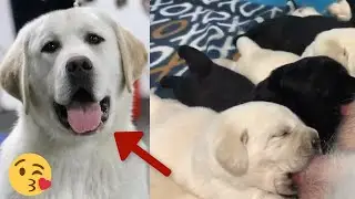 Champion Labrador Mom feeding her puppies | Adorable Puppies Nursing Videos Compilation 2021-#1