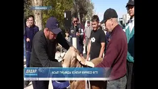 A pedigree sheep exhibition was held